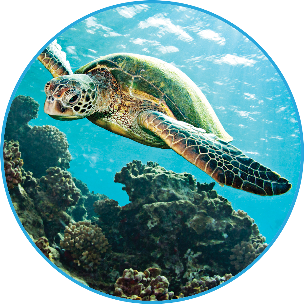 Nav Logo Image